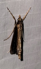 Carectocultus perstrialis