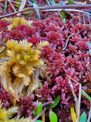 Sphagnum rubellum