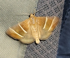 Argyrostrotis quadrifilaris