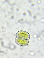 Cosmarium punctulatum