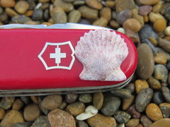 Aequipecten tehuelchus