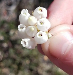 Ericaceae