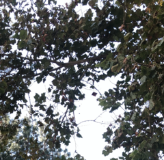 Platanus