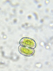 Cosmarium punctulatum