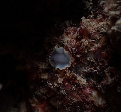 Ardeadoris scottjohnsoni