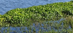 Hydrocotyle