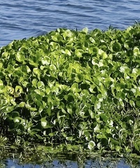 Hydrocotyle