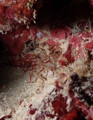 Isarachnanthus