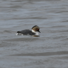 Podiceps occipitalis