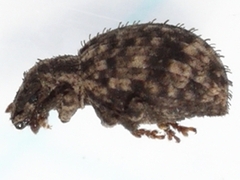 Myosides seriehispidus