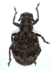 Myosides seriehispidus