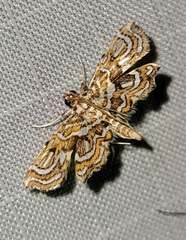 Undulambia polystichalis