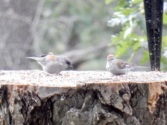 Junco hyemalis dorsalis