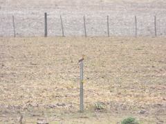 Colaptes campestris campestroides