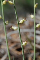 Caulanthus major major