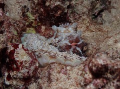 Octopus cyanea