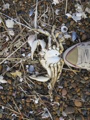 Ovalipes trimaculatus