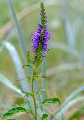 Veronica longifolia