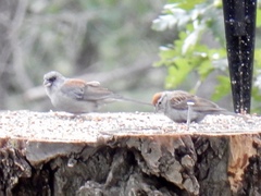 Junco hyemalis dorsalis