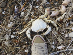 Ovalipes trimaculatus