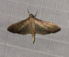 Herpetogramma bipunctalis