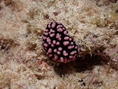 Phyllidiella