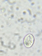 Hymenostomatia