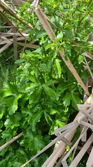 Ranunculus sceleratus