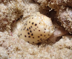 Conus pulicarius