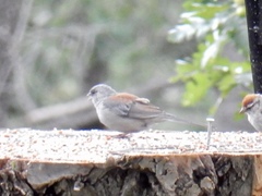 Junco hyemalis dorsalis
