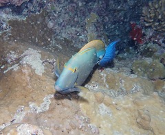 Acanthurus dussumieri