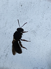 Parasphecodes