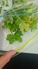 Ranunculus sceleratus