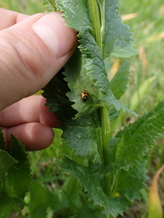 Hippodamia oregonensis
