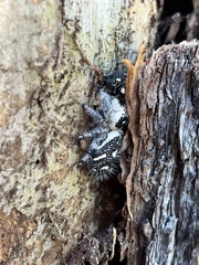 Phidippus regius