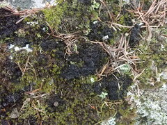 Scytinium lichenoides