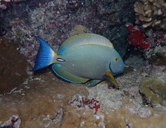 Acanthurus dussumieri