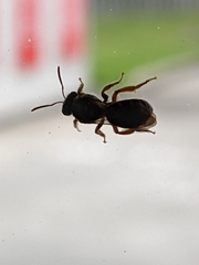 Parasphecodes