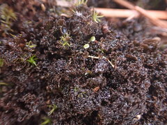 Scytinium lichenoides