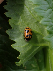 Hippodamia oregonensis