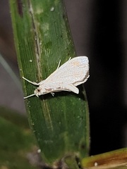 Glaphyriinae