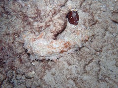 Stichopus