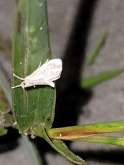 Glaphyriinae