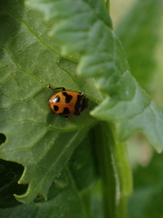 Hippodamia oregonensis