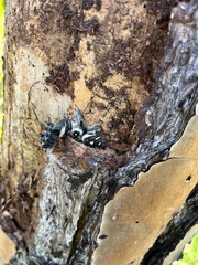 Phidippus regius
