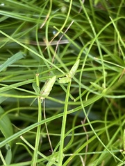 Cyperus gracilis