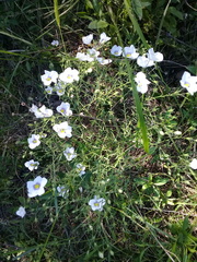 Nierembergia linariifolia