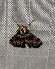 Neargyractis slossonalis
