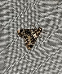 Neargyractis slossonalis