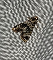Neargyractis slossonalis